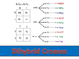 A dihybrid is a cross involves two different sets of characters. Ppt Dihybrid Crosses Powerpoint Presentation Free Download Id 9484322