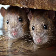 Why Do Mice Chew Through Electrical Wires Rodent Infestation Rodent Control Rat Infestation