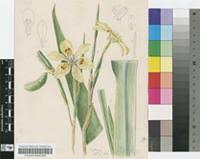 Image result for Dietes flavida