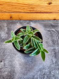 Image result for Cyanotis