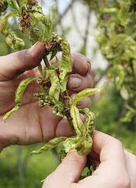 Tipps Gegen Die Krauselkrankheit Schadlinge Im Garten Garten Landschaftsgestaltung Rund Um Baume