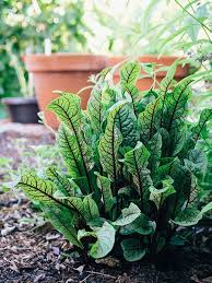 The tag on the plant says bloody dock rumex sanguineus (bloodwort) young leaves used like spinach, fresh or blanched. Bloody Dock Not As Macabre As It Sounds Garden Betty