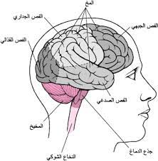 الد ماغ اضطرابات الدماغ والنخاع الشوكي والأعصاب دليل msd الإرشادي إصدار الم ستخد م