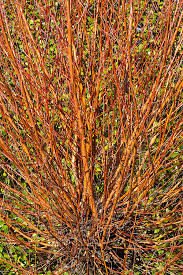 Good examples include coral bark willow, purple osier or purple willow, 'flame' willow, redtwig dogwood there are several other varieties of willow that wear a winter wardrobe of colorful bark. Salix Alba Subsp Vitellina Britzensis Alan Buckingham
