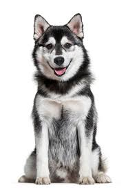 Black And White Pomsky Pomsky Dog Sitting Against White Background Siberianhusky In 2020 Husky Pomsky Dog Pomeranian Husky Puppies