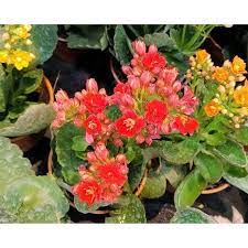 Pin On Kalanchoes
