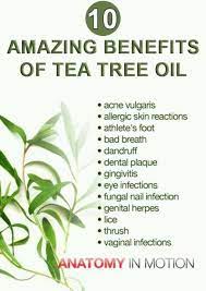 28 Amazing Benefits Of Tea Tree Oil For Skin Hair And Health Tea Tree Oil Tea Tree Oil For Acne Calendula Benefits