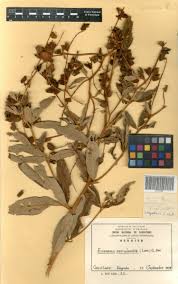 Image result for Eriosema psoraleoides