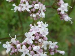Image result for Valerianaceae