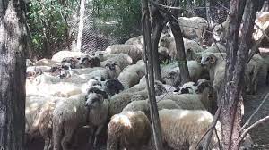 See more of animale de vanzare dambovita on facebook. Anunturi Vanzari Oi Dambovita Miei Berbeci Mioare