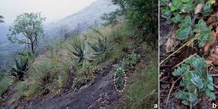 Image result for Isoglossa milanjiensis