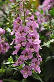 Image result for Angelonia