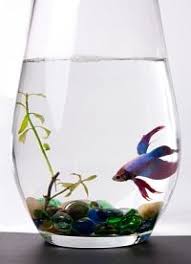 Putting Betta Fish In Vases Betta Fish Betta Fish Bowl Betta Fish Care