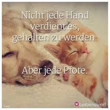 Die 92 Besten Bilder Von Sprüche Für Tierfreunde In 2019 Tierliebe