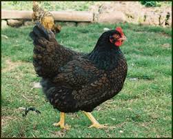 Black And White Speckled Chicken Name Chicken Breeds This Kind Of Chicken Is Called Barn Chicken Breeds Crazy Chicken Lady Poultry