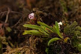 Image result for Polystachya vulcanica