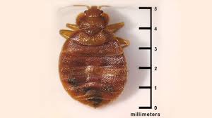 Bed bugs only feed at night. Bed Bug Bites Symptoms And Treatments
