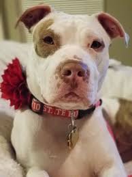 Love Our Beautiful Girl Our Pitbull Stella Pitbull