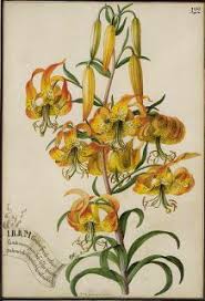 Check spelling or type a new query. 56 Bauer Brothers Botanical Artists Ideas Botanical Art Botanical Ferdinand