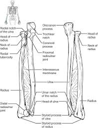 Extends from the base of the coracoids process to the greater tubercle of the humerus. Bones Of The Upper Limb Anatomy And Physiology