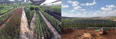 We list over 80 apple varieties, over 40 types of plum trees and. Willow Feather Farm Passionate Growers Of Indigenous Trees