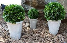 Check spelling or type a new query. 24 Best Preserved Boxwood Balls Ideas Boxwood Balls Preserved Boxwood Boxwood