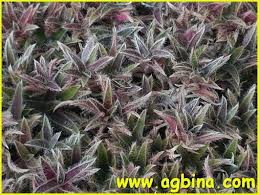 Image result for Cyanotis foecunda