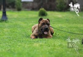 Satilik Egitimli Presa Canario Satilik Kopek