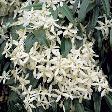 Image result for Clematis dolichopoda