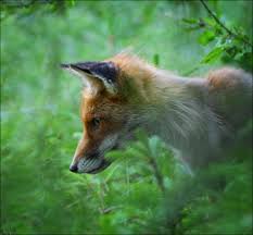 Mård / mink / iller. Den Lilla Raven Och Det Klickande Ljudet Femmes In Focus