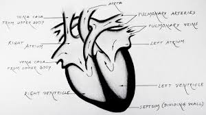 Pin On Pharmacy Anatomy