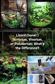 Lizard Owner Terrarium Vivarium Or Paludarium What S The Difference En 2020