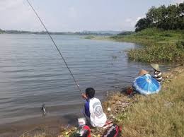 Tapi sering kali boncos atau zonk? 9 Umpan Jitu Mancing Ikan Patin Liar Di Sungai Cepet Strike