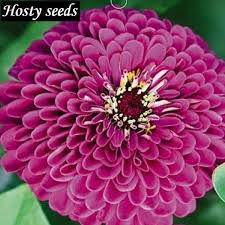 Check spelling or type a new query. Flower Vanilla Seeds Purple Fireball Zinnia Seeds Color Flower Easy Grow Flowers Long Period Original Packaging 50 Pcs Packaging Twine Packaged Drinking Water Plantpackaging Towel Aliexpress