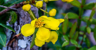 Image result for Lopholaena sp.no.1