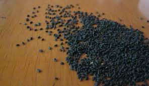 The indonesian word for basil seeds. Sembuh Dari Tuberkulosis Dengan Ramuan Selasih Ocimum Basilicum L The Frog