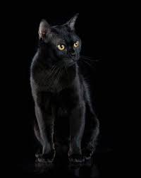bombej bombay cat iskusstvo chernyh koshek smeshnye koshki bombejskaya koshka