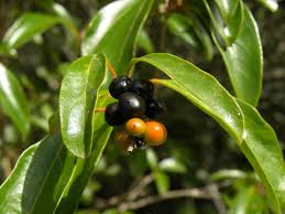 Image result for Citharexylum