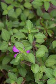 Image result for Heterotis amplexicaulis