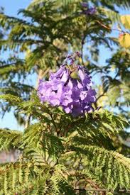 Image result for Jacaranda mimosifolia