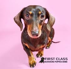 The current median price for all wire dachshunds sold is $0.00. Dachshund Puppies For Sale Firstclass Dachshund Puppies Home