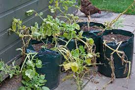 How To Grow Potatoes In Containers Rhs Campaign For School Gardening