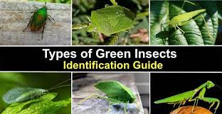 Leaf insects are closely related to stick insects and hide from predators by looking like leaves. Types Of Green Insects With Pictures And Names Identification Guide