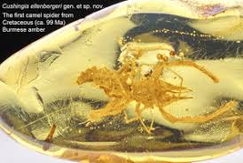 These arachnids became infamous after the gulf war. A Camel Spider From Cretaceous Burmese Amber Sciencedirect