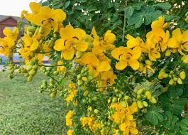 Image result for Cassia angolensis