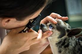 Family mobile veterinary clinic can come to your home to take care of your pets medical care without this was my first time using a mobile vet and would definitely recommend family mobile veterinary clinic. Vet Clinic Provides Care For Mwds Family Pets Air Combat Command Article Display