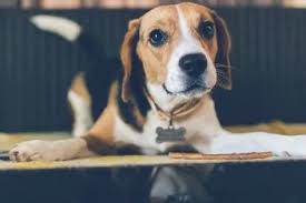 Favorite this post jul 18. How To Calm A Hyper Beagle Dog Bark How