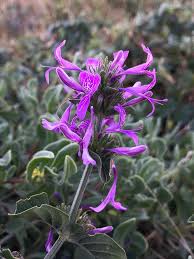 Image result for Hypoestes aristata