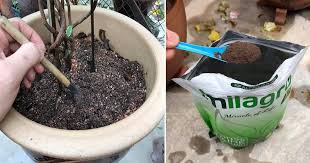 Cara membuat pupuk dari jerami padi. Cara Baja Pokok Dalam Pasu Untuk Yang Baru Belajar Bercucuk Tanam Vanilla Kismis