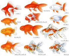 100 Best Golgfish Images Goldfish Aquarium Fish